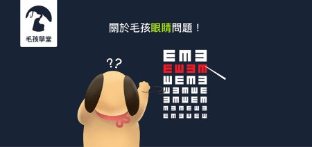 關於毛孩眼睛問題！強化犬貓眼睛視力3密技